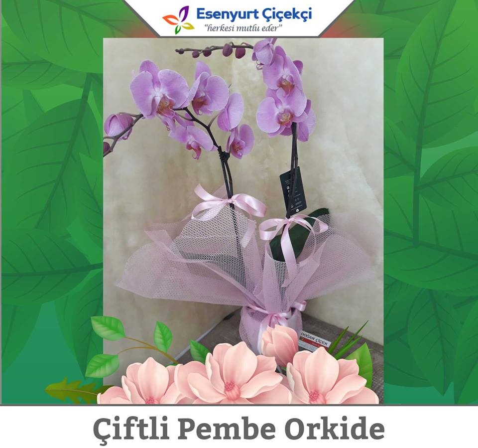 Pembe Orkide