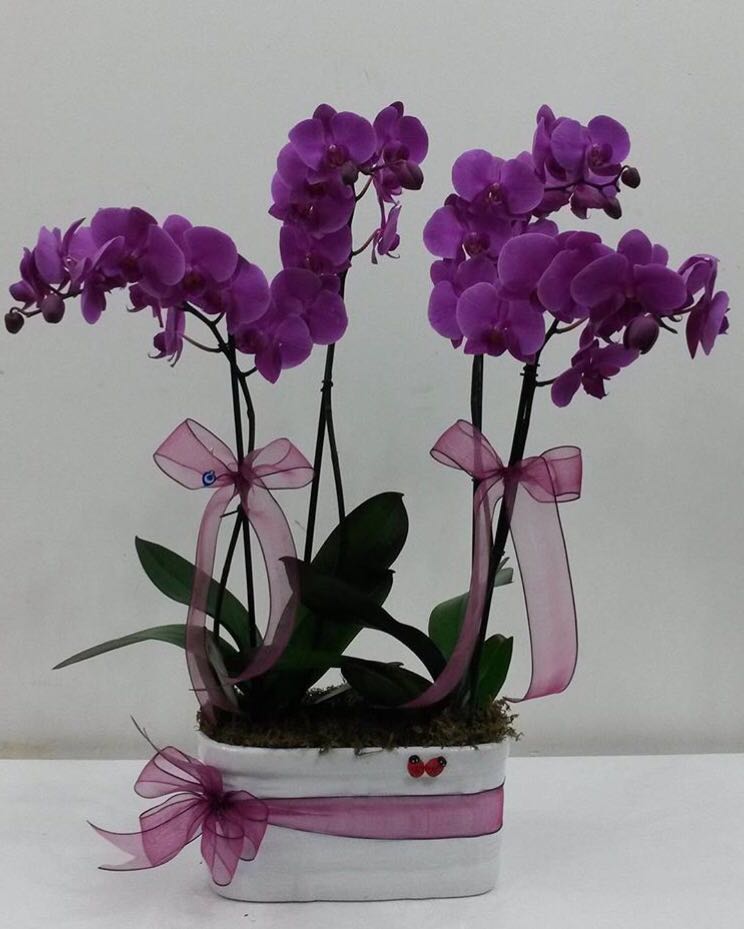 4- Kkl Mor Orkide