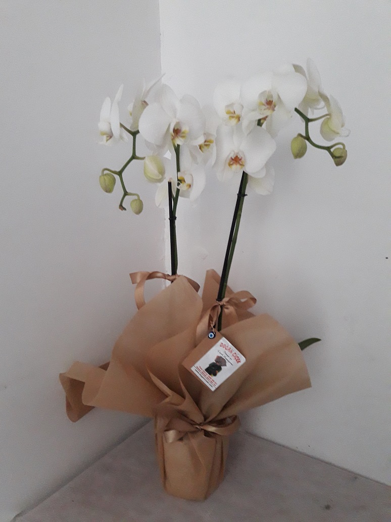iftli Beyaz Orkide