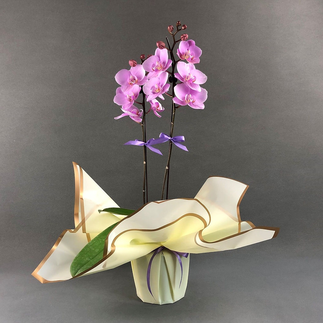 irfli Orkide