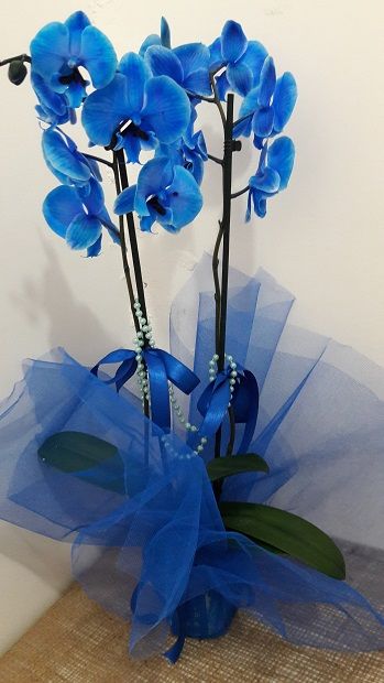cift-dalli-mavi-orkide