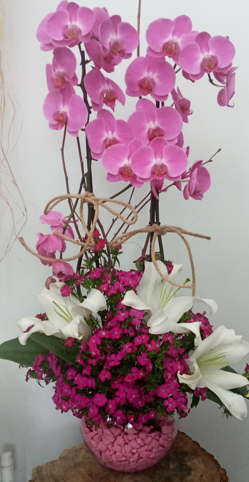 fanusta-pembe-orkide-arajman