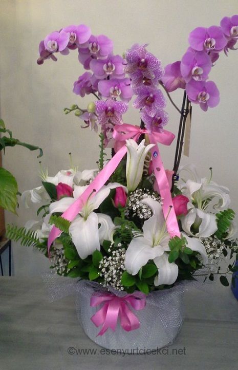 pembe-orkid3eli-arajman