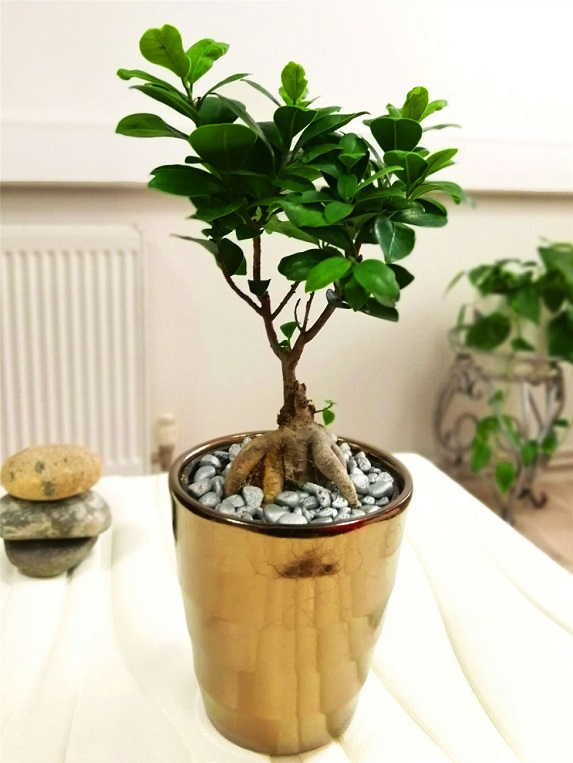 bonsai-minik-aac
