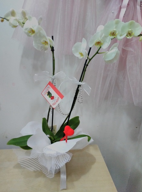 2-dalli-afilli-orkide