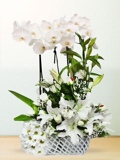 orkide-vip-arajman