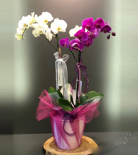 PELAVİSTA AVM Çiçek Siparişini Adrese Ücretsi Ve Hızlı Teslim edilir - Perlavista çiçekçideYerel Çiçekçi - PELAVİSTA AVM Nöbetçi Çiçekçi.Perlavista çiçekçiye çiçek siparişi
